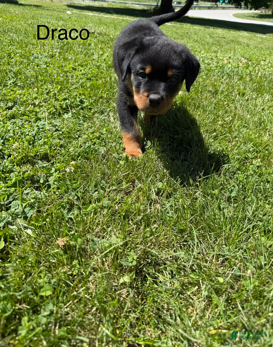 Rottweiler dogs for sale: Draco - Ad 2