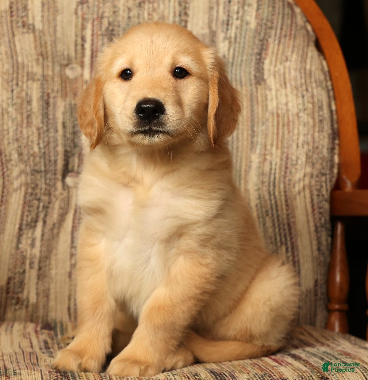 Golden Retriever dogs Teddy - Ad 1