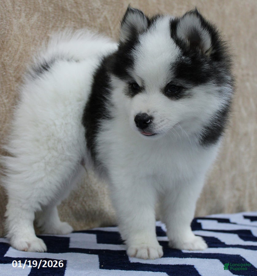 Pomsky dogs Chase - Ad 2