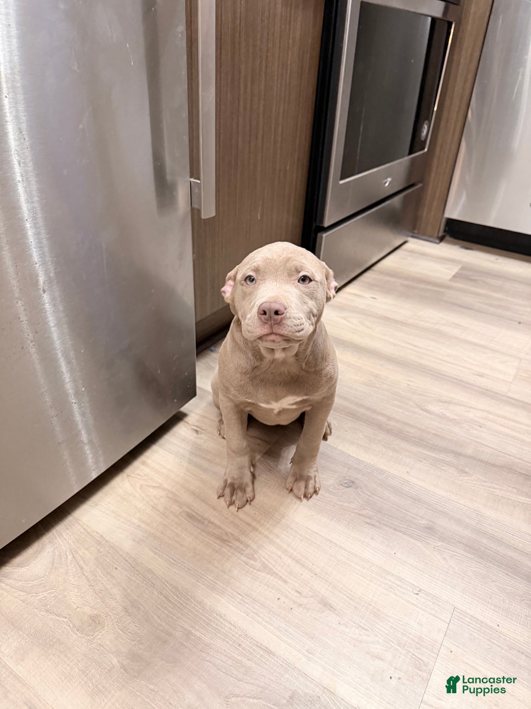 American Bully dogs for sale: American Bully Puppy 1 - Ad 3