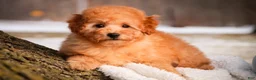 Miniature Poodle dogs for sale: Fredrick - Ad 4