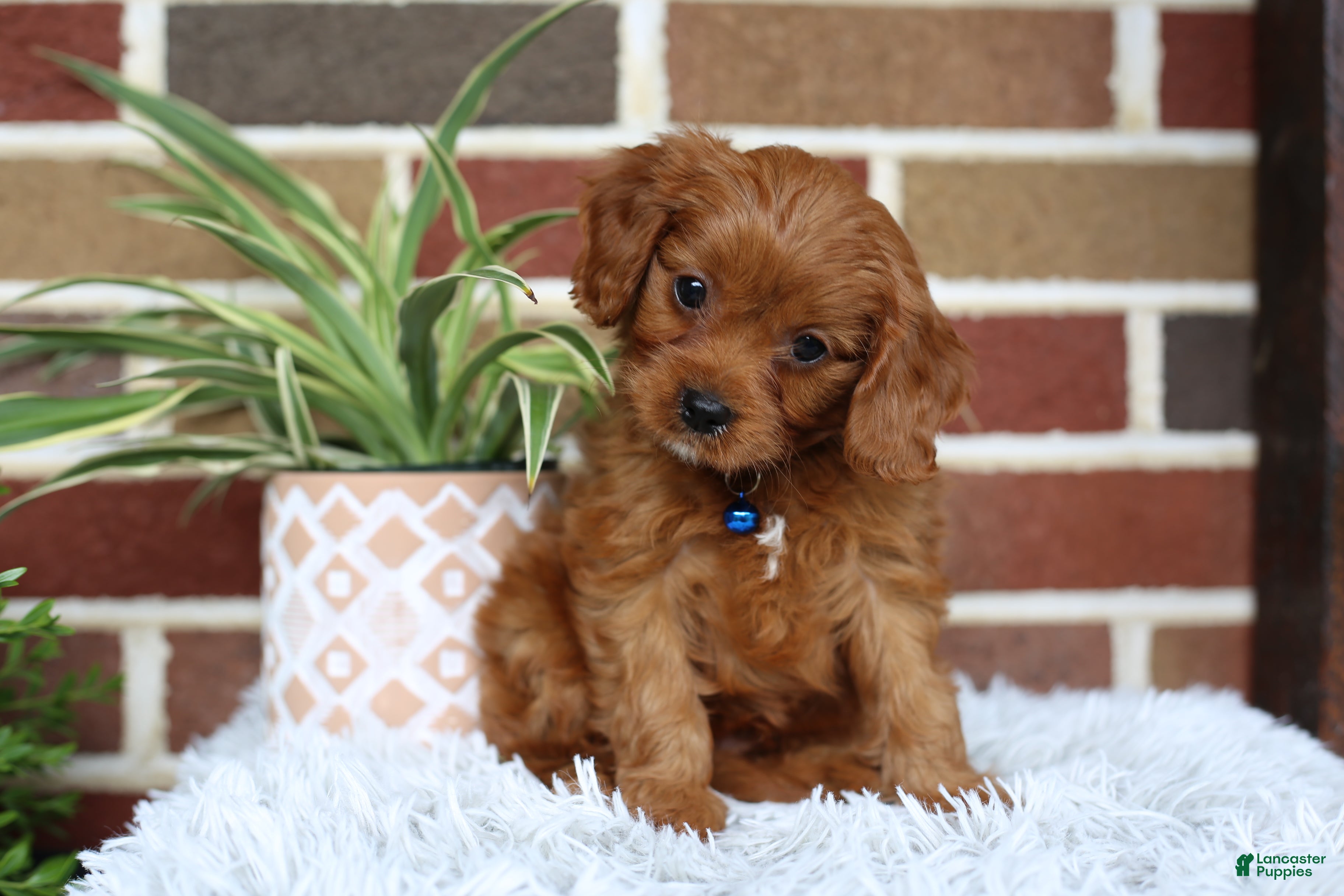Cavapoo dogs Forrest - Ad 2