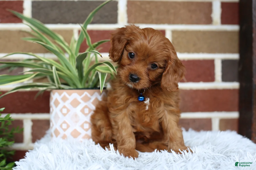 Cavapoo dogs for sale: Forrest - Ad 2