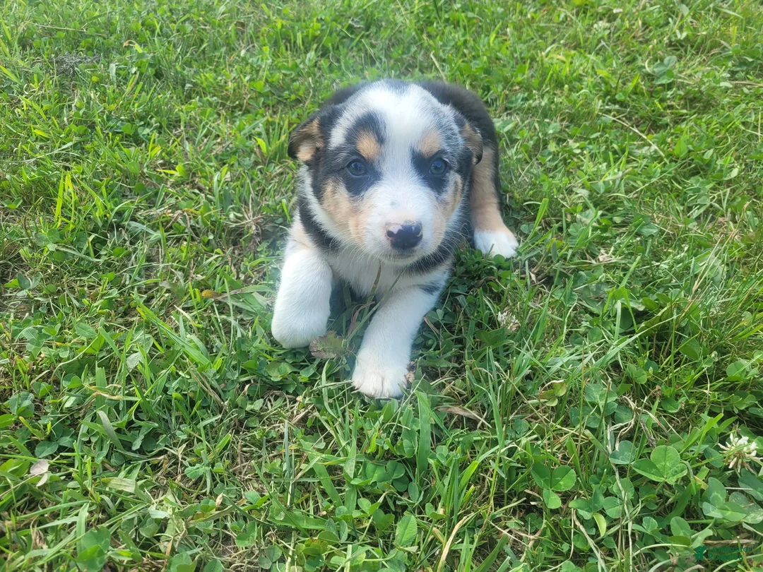 Mixed Breed dogs for sale: John  - Ad 3