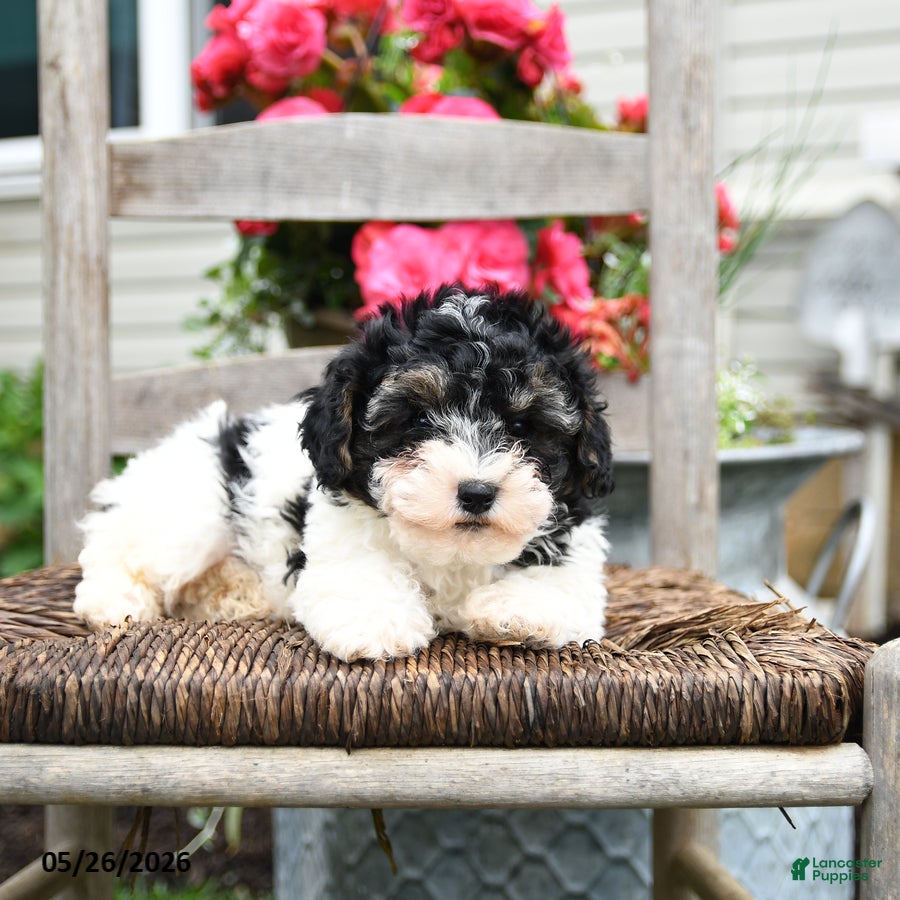 Yorkiepoo dogs Cannoli  - Ad 2