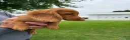 Miniature Dachshund dogs for sale: Toby - Ad 4