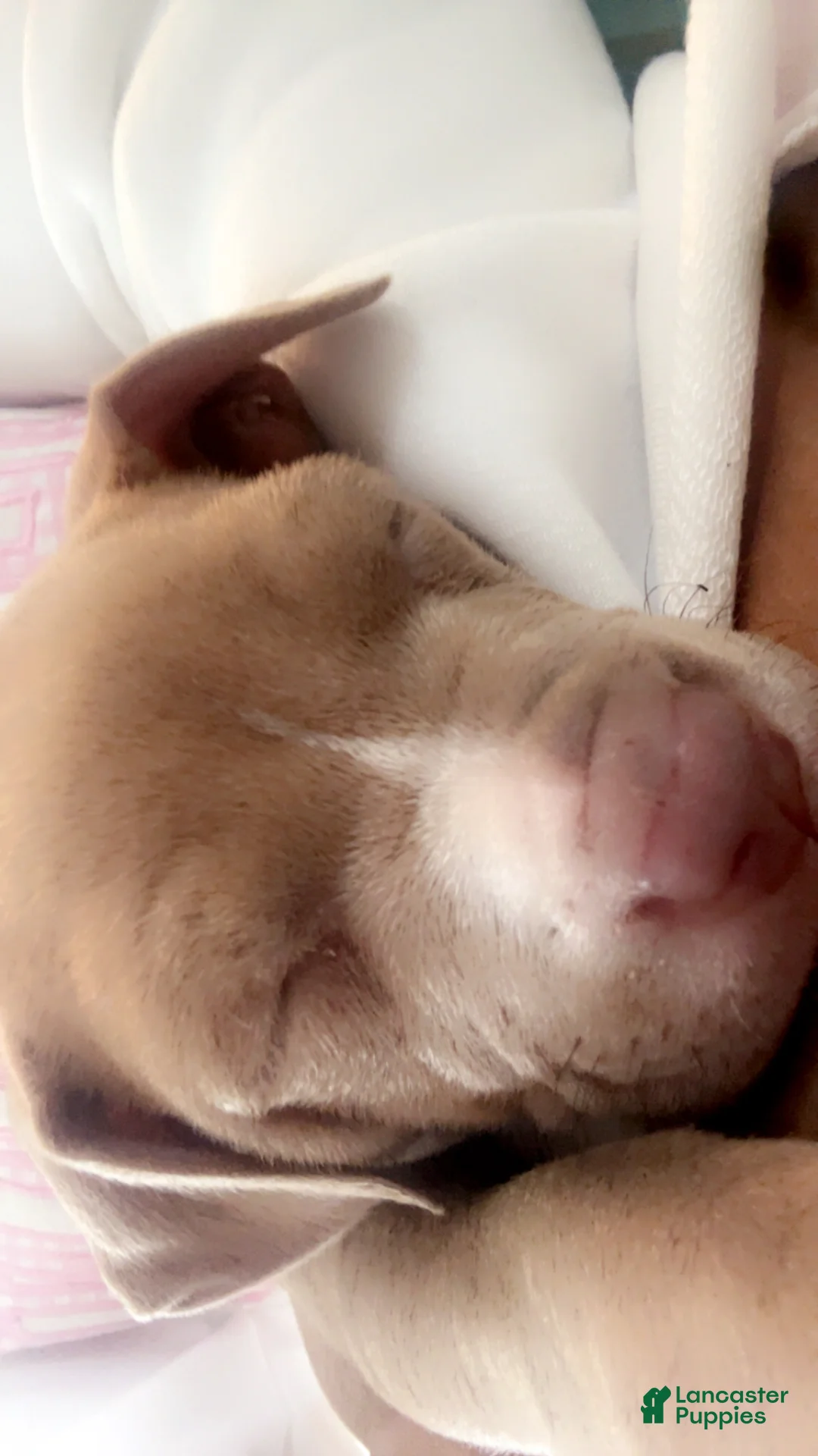 American Pit Bull Terrier dogs for sale: Lola - Ad 2