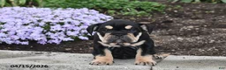 English Bulldog dogs for sale: Dolly - Ad 5