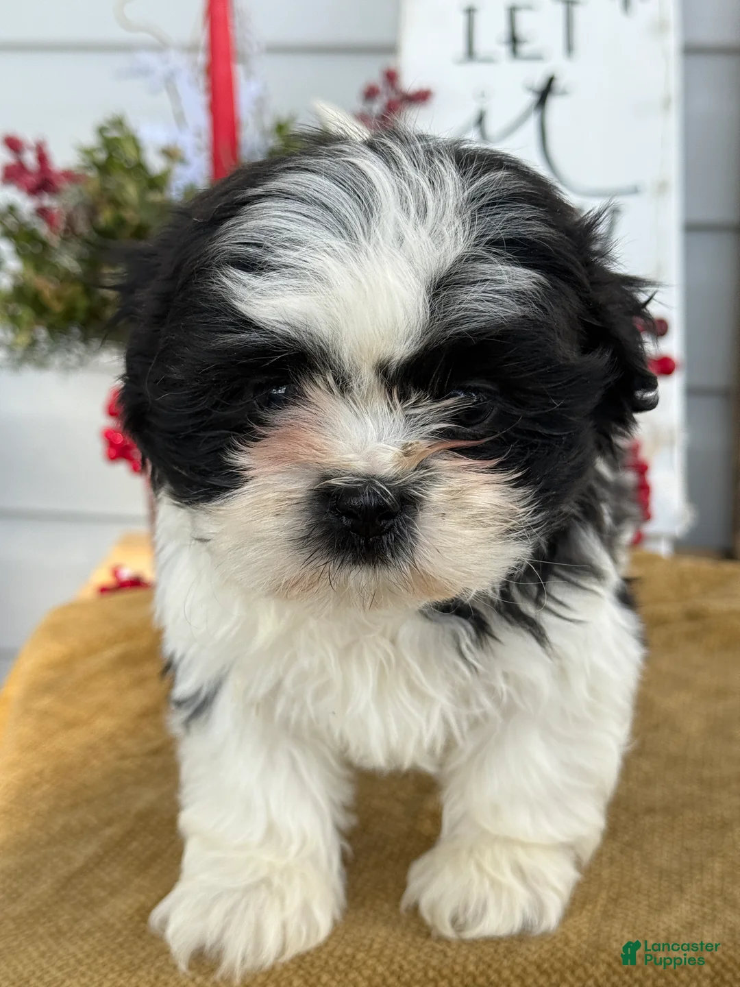 Shih Tzu dogs for sale: Pip - Ad 12