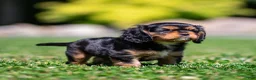 Cavalier King Charles Spaniel dogs for sale: Cavalier King Charles Spaniel 1 - Ad 5