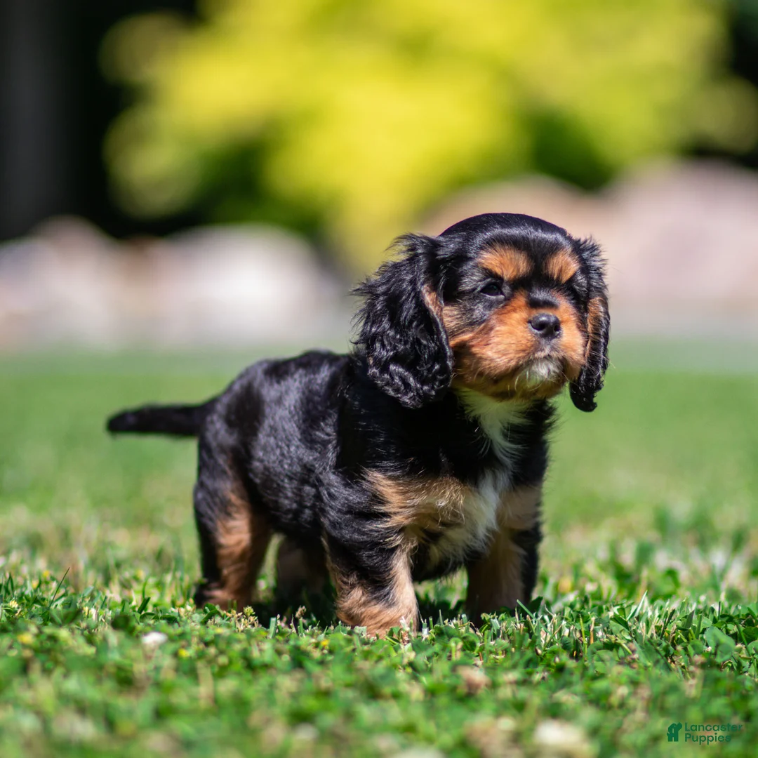 Cavalier King Charles Spaniel dogs for sale: Cavalier King Charles Spaniel 1 - Ad 5