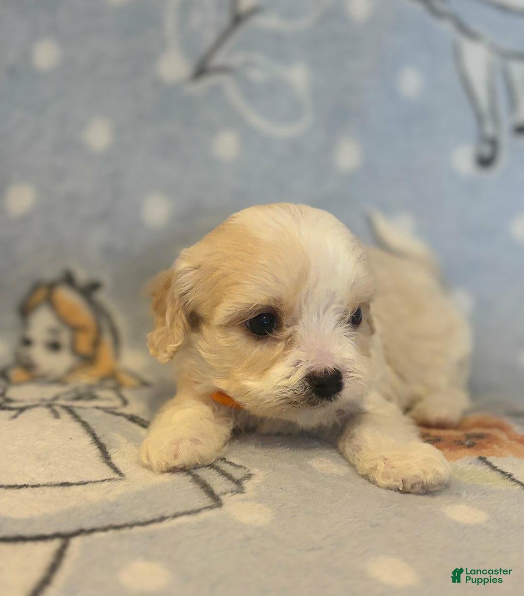 Cavapoo dogs for sale: Bill - Ad 4