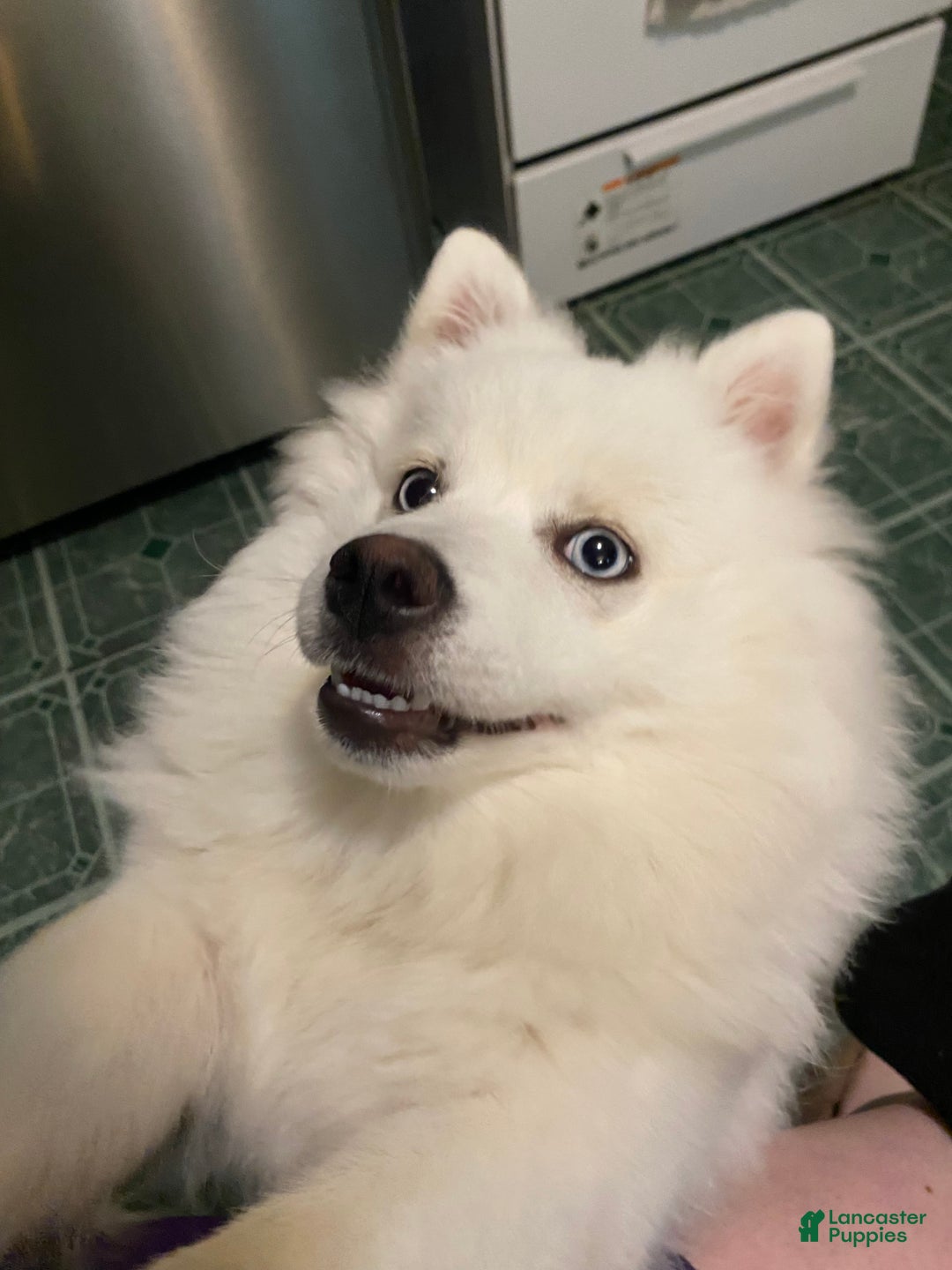 Pomsky dogs for sale: CJ “Caramel Jr” - Ad 16