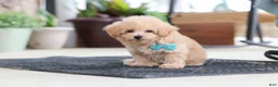 Maltipoo dogs for sale: Kenny - Ad 3