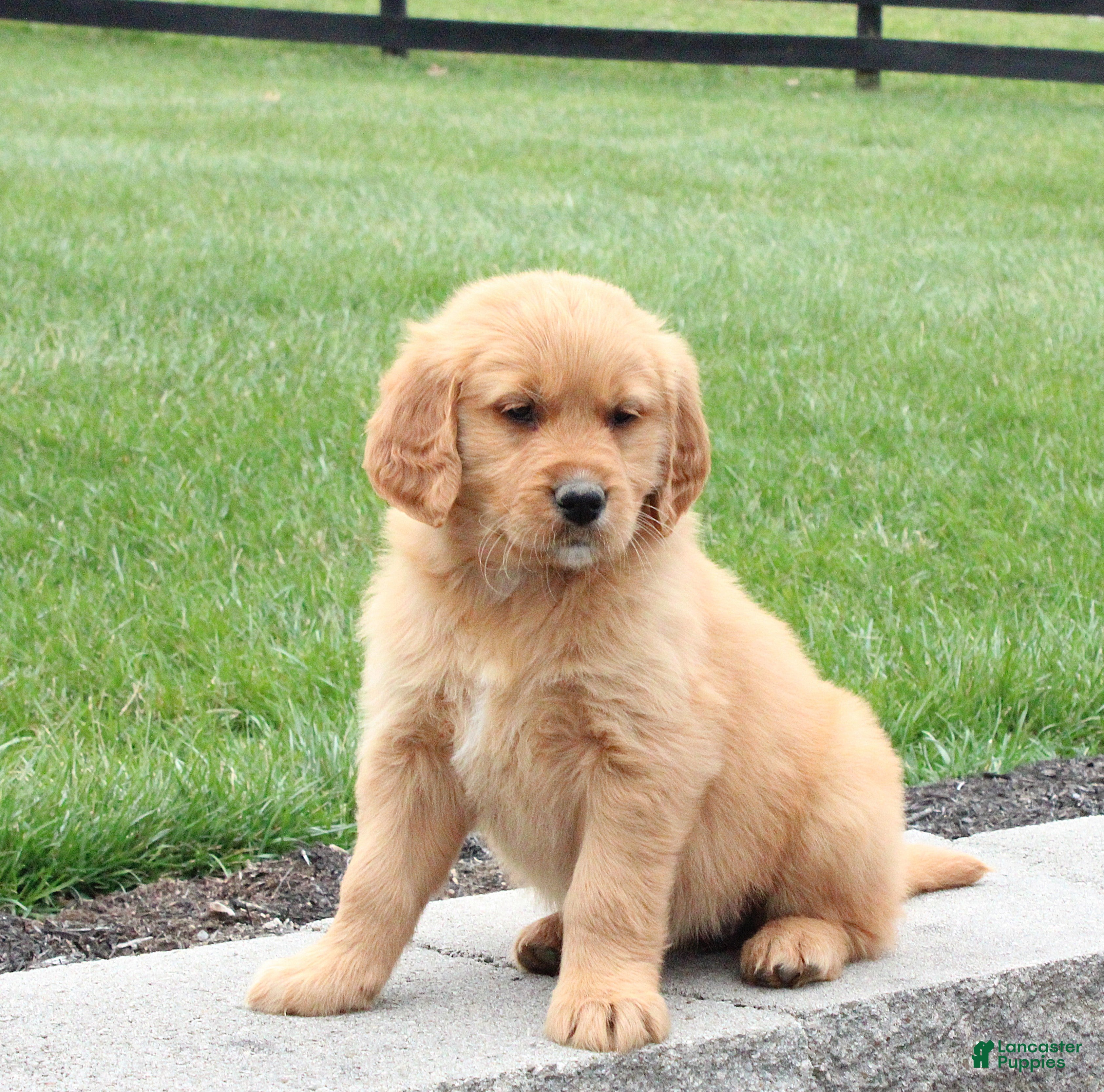 Golden Retriever dogs Skylar - Ad 1