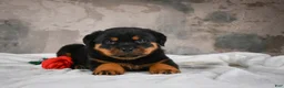 Rottweiler dogs for sale:  Sasha 🐾 - Ad 5