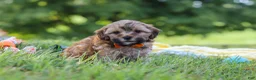 Yorkiepoo dogs for sale: Teddy - Ad 8