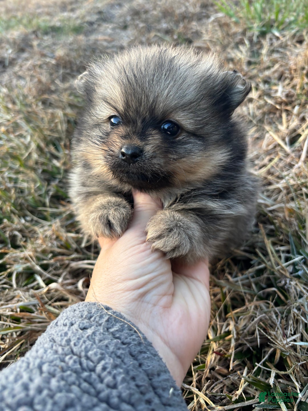 Pomeranian dogs for sale: Orange sable boy 2 - Ad 4