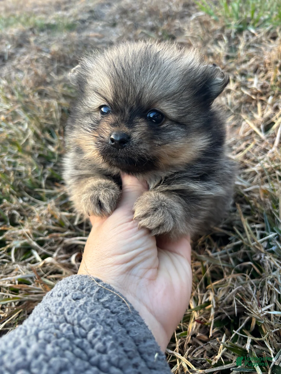 Pomeranian dogs for sale: Akc Orange sable boy 2 - Ad 4