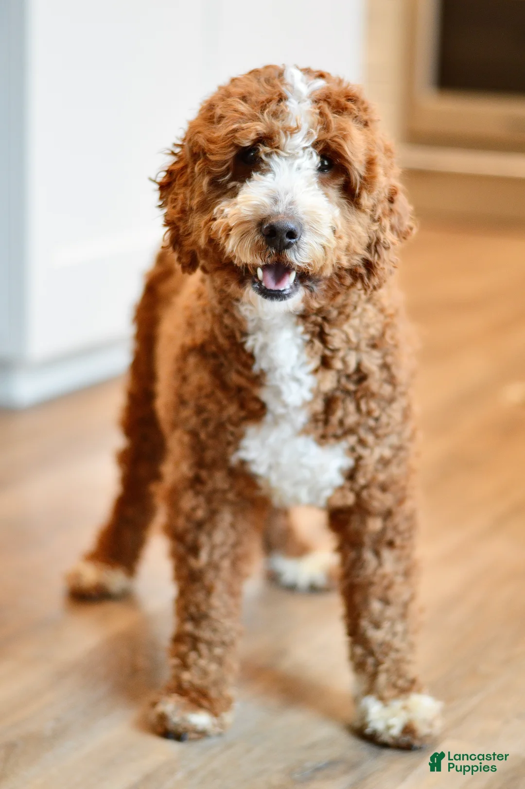 Goldendoodle dogs for sale: Basil - Ad 5