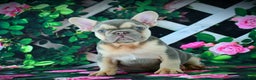 French Bulldog dogs for sale: Louie - Ad 8
