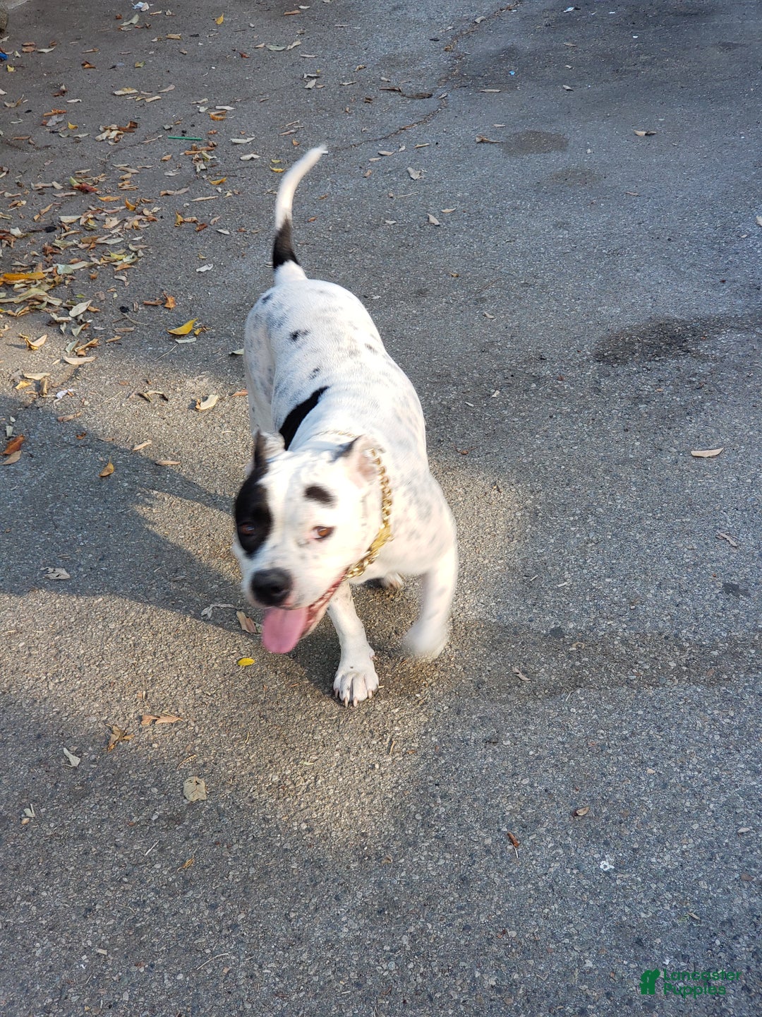 American Pit Bull Terrier dogs for sale: Xena - Ad 2