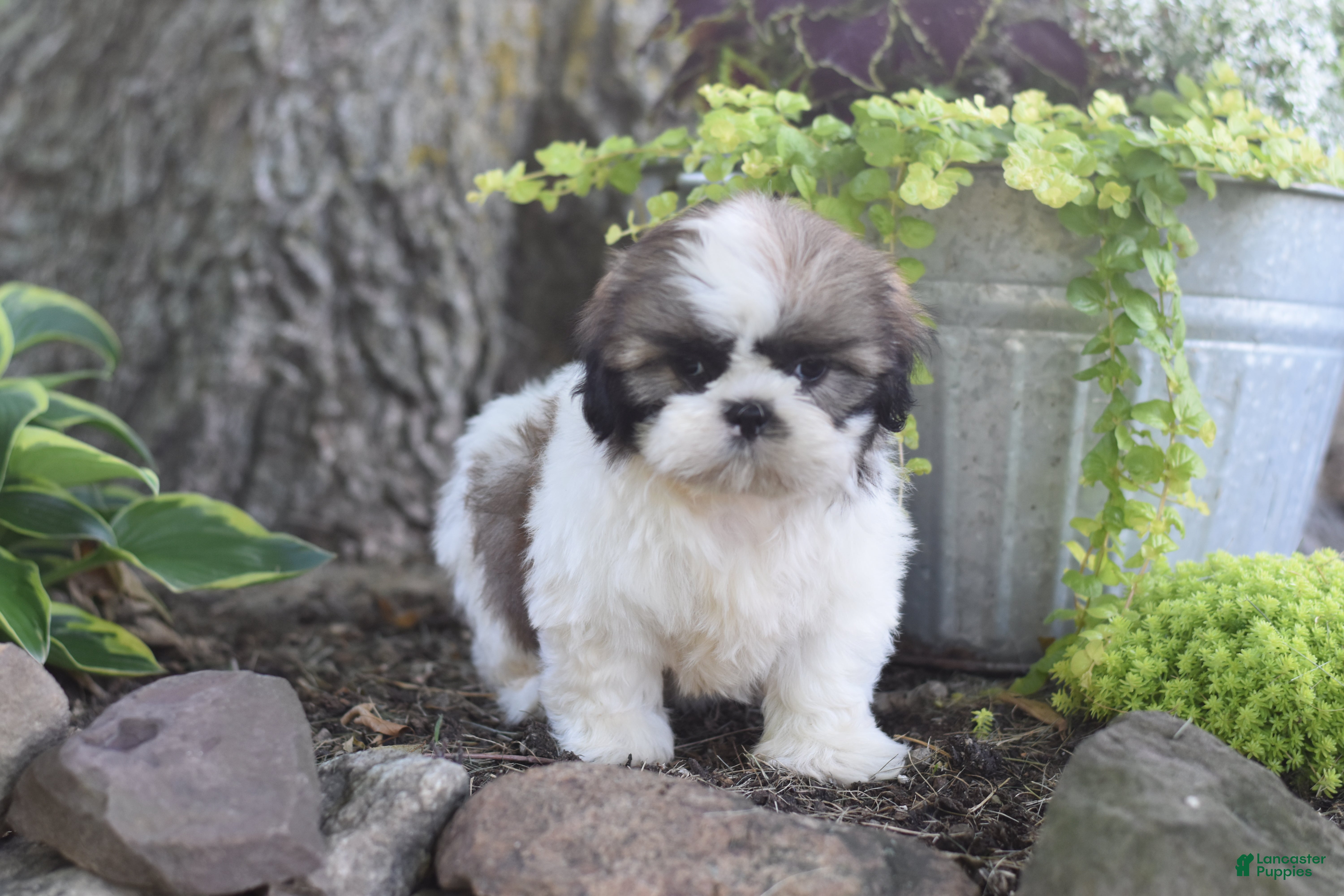 Shih Tzu dogs Barbie - Ad 2