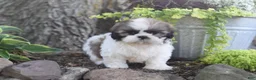 Shih Tzu dogs for sale: Barbie - Ad 2
