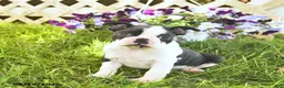Boston Terrier dogs for sale: Blaze  - Ad 1