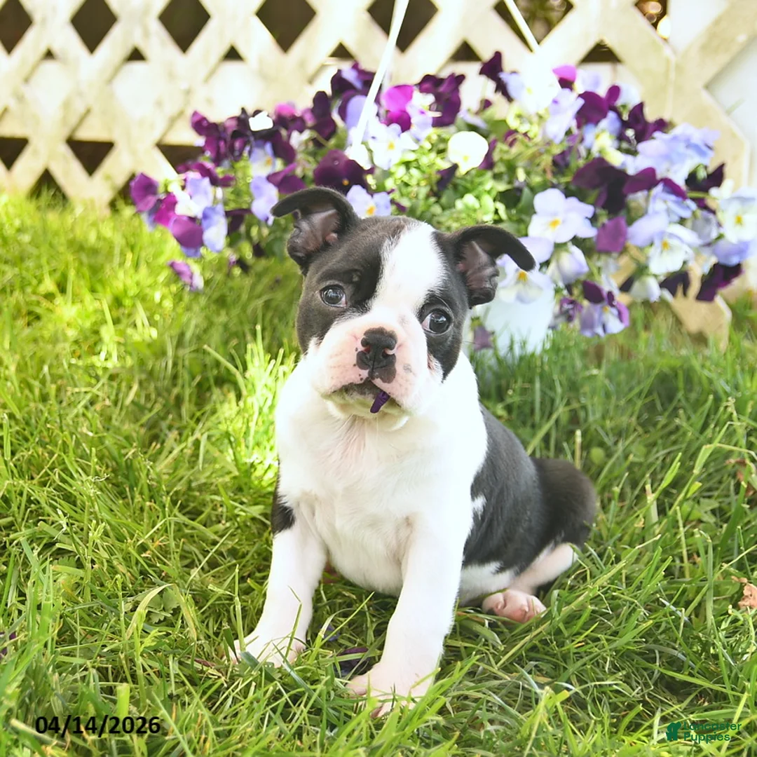Boston Terrier dogs for sale: Blaze  - Ad 1