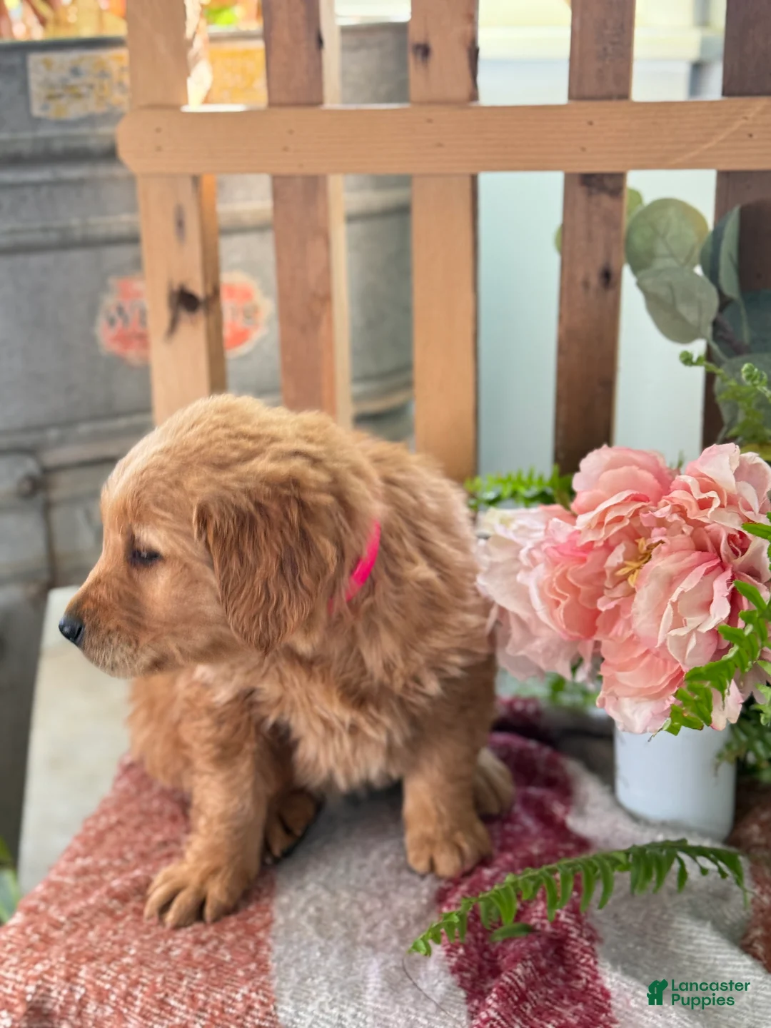 Golden Retriever dogs for sale: Reese - Ad 2