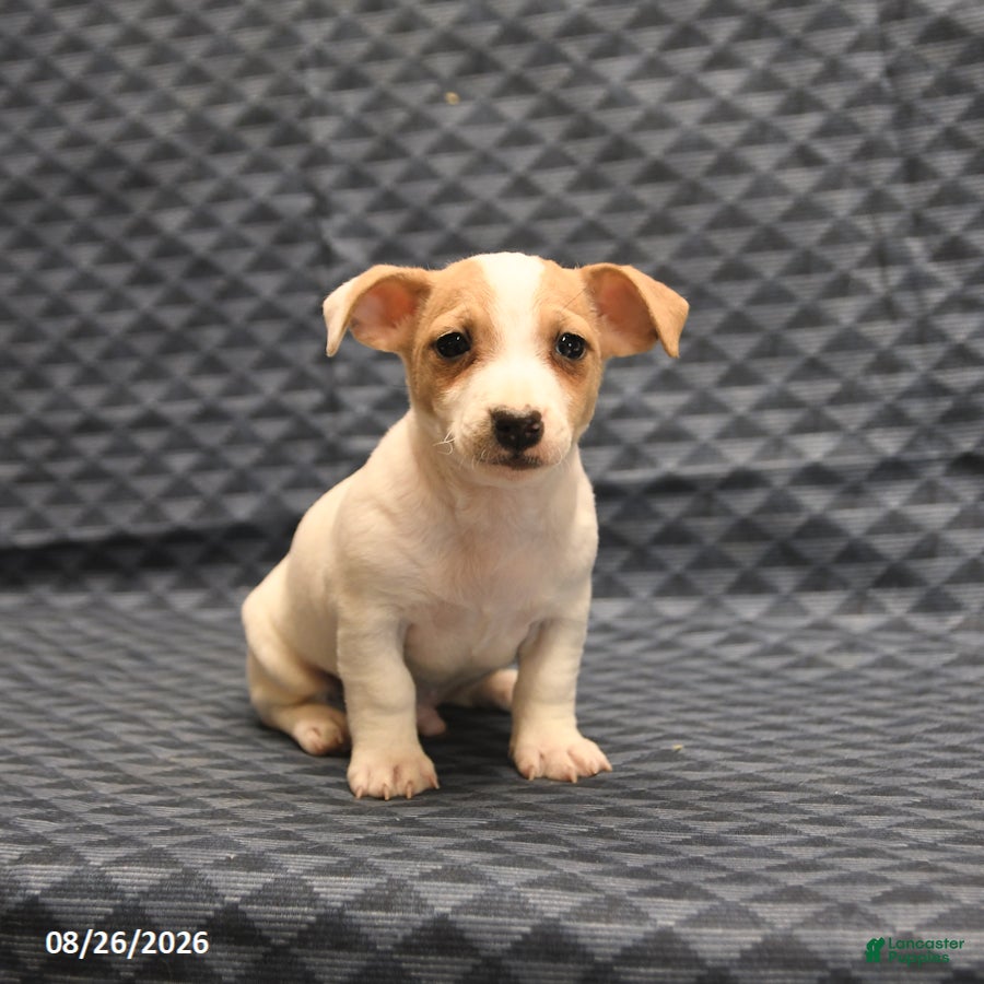 Jack Russell Terrier dogs Mikey - Ad 2