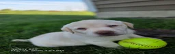 Labrador Retriever dogs for sale: Angel - Ad 3