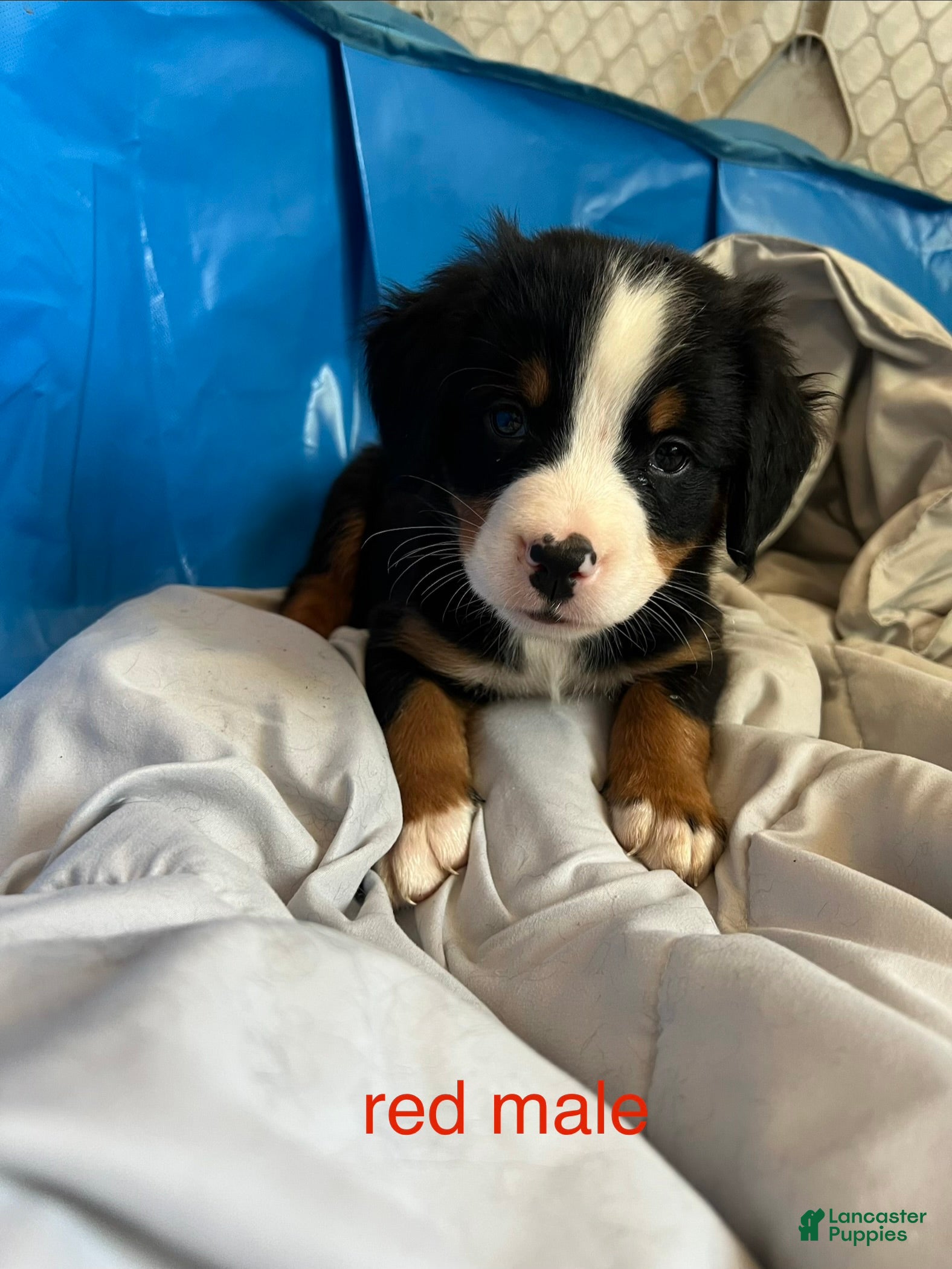 Bernese Mountain Dog dogs Red Male - Ad 1