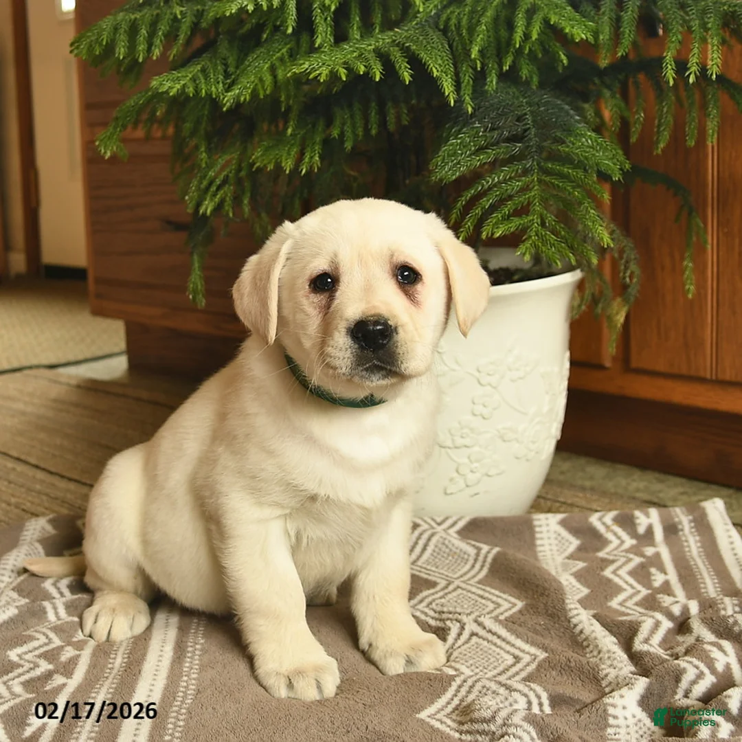 Labrador Retriever dogs for sale: Gizmo  - Ad 1