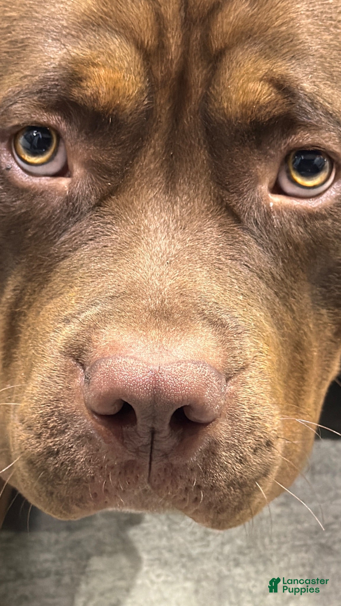 American Pit Bull Terrier dogs Juice - Ad 10