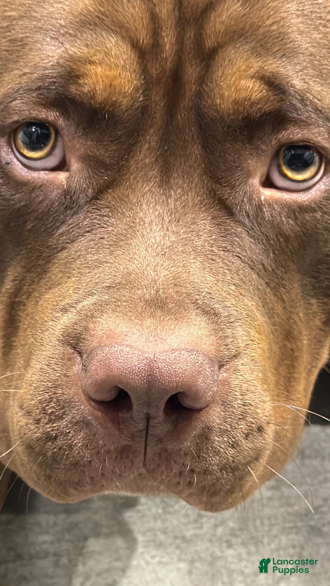 American Pit Bull Terrier dogs for stud: Juice - Ad 1