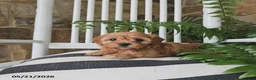 Cavapoo dogs for sale: Juno - Ad 5
