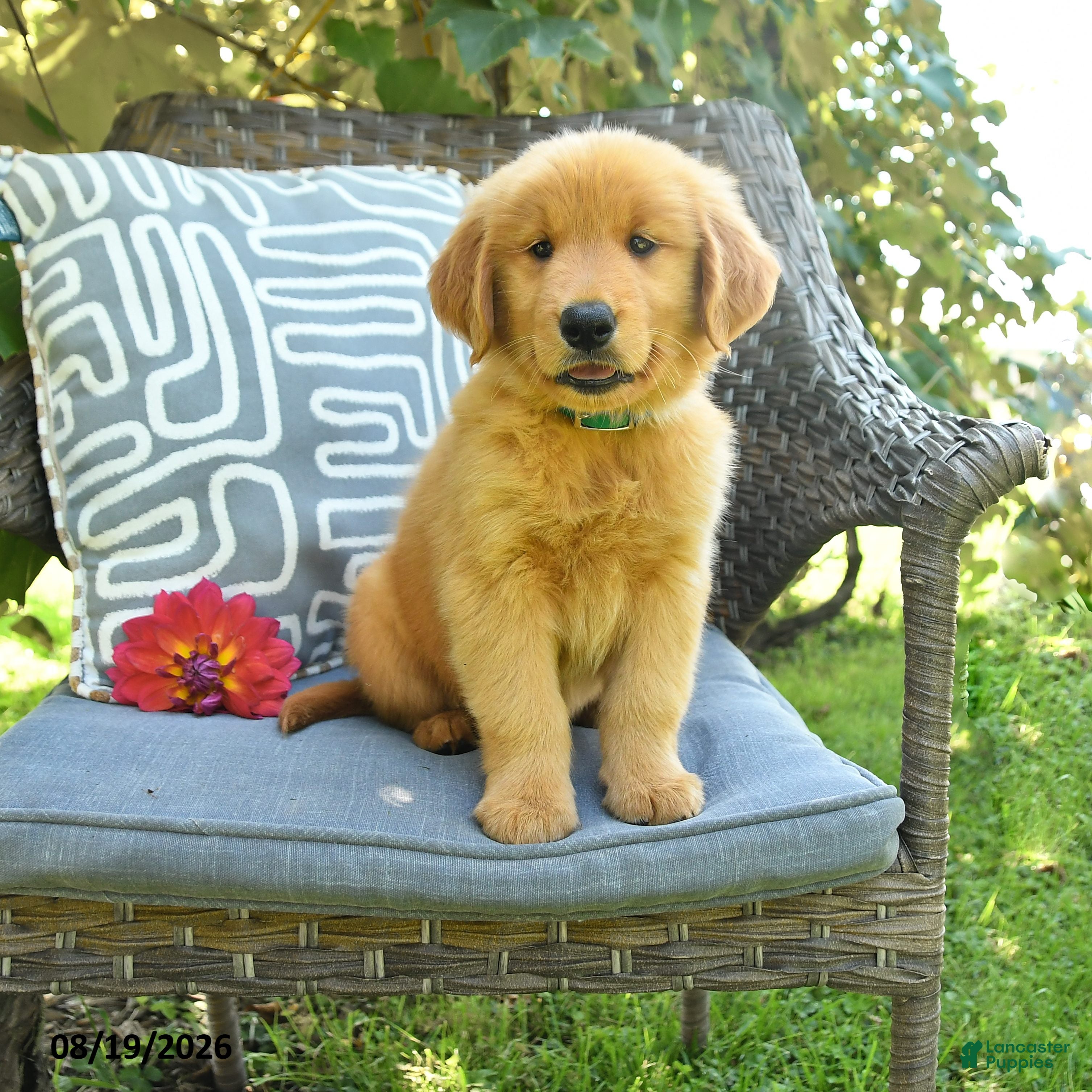 Golden Retriever dogs Mary - Ad 1