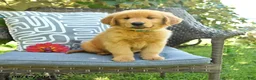 Golden Retriever dogs for sale: Mary - Ad 1