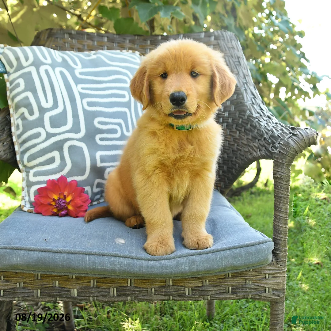Golden Retriever dogs for sale: Mary - Ad 1