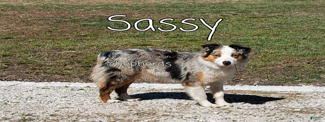Sassy