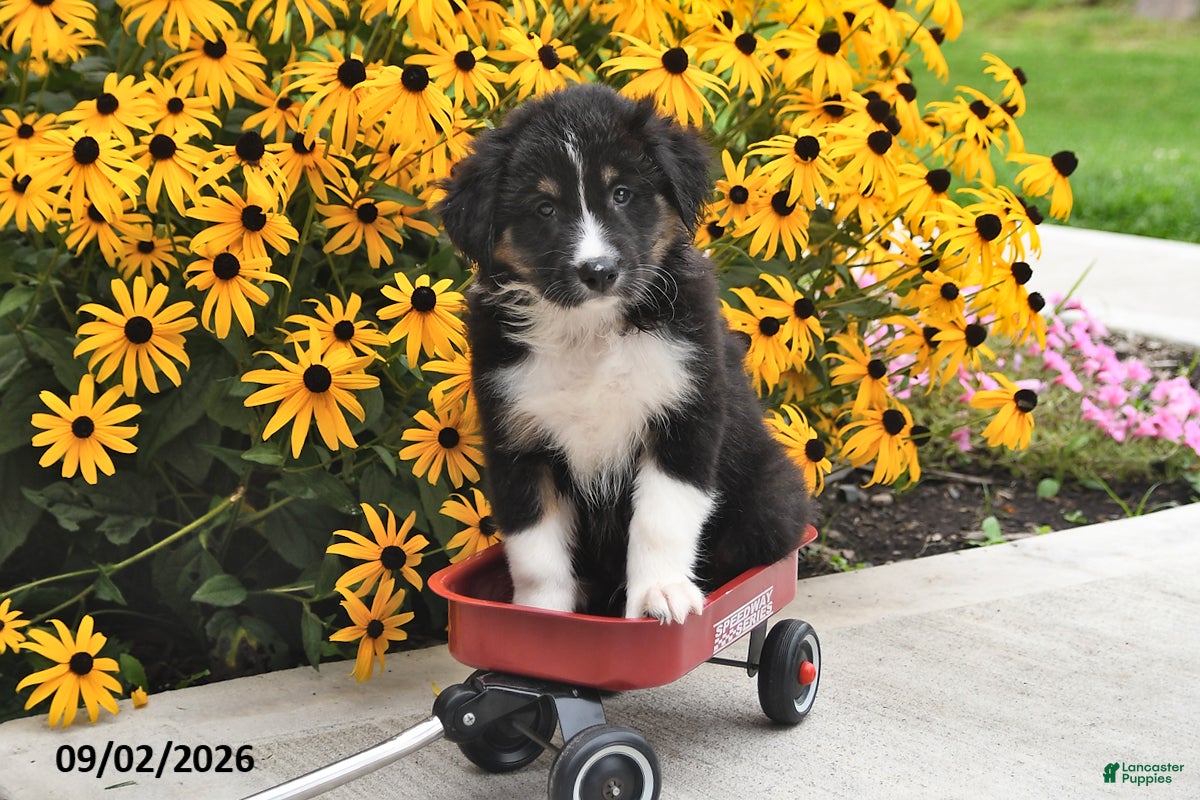 Australian Shepherd dogs Jet - Ad 2