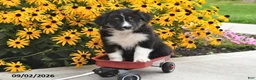 Australian Shepherd dogs for sale: Jet - Ad 2