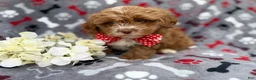 Shihpoo dogs for sale: Canyon - Ad 7