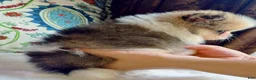 Mixed Breed dogs for sale: Designer Breed Yorkishire Terrier, Pomeranian Mix Puppy Male Ace - Ad 8