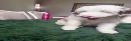 Aussiedoodle dogs for sale: Aussiedoodle 5 - Ad 10
