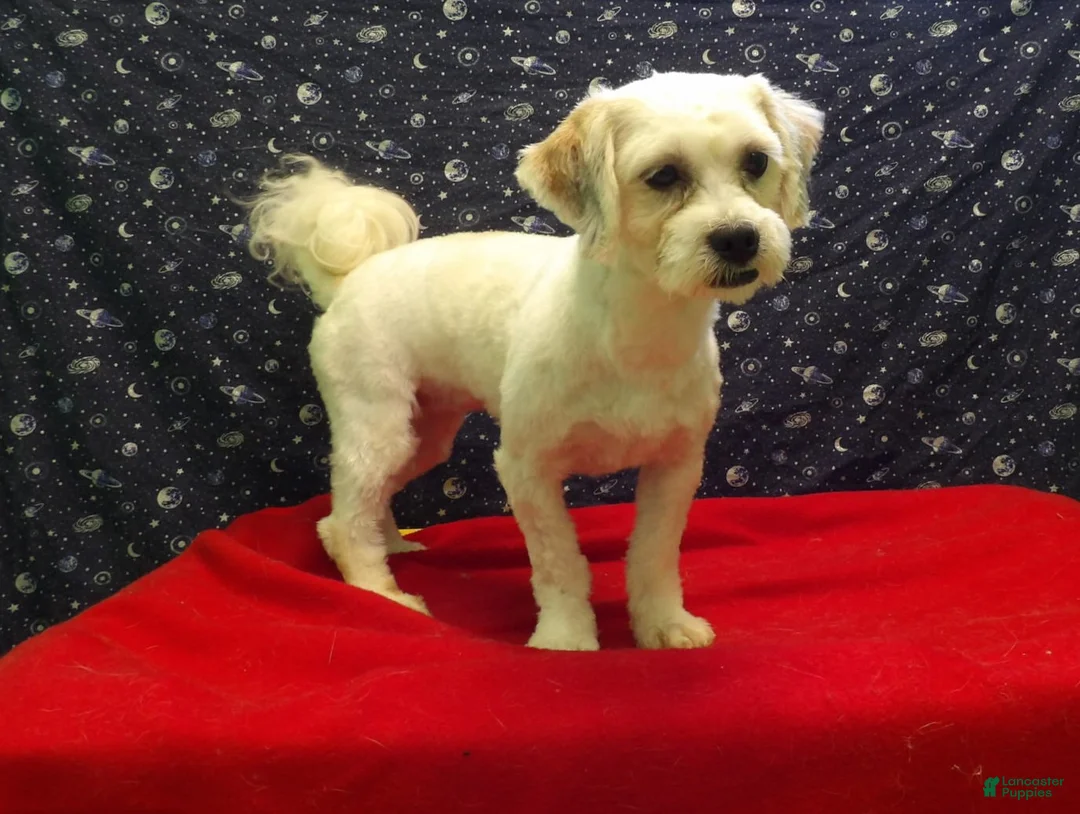 Shih Tzu dogs for sale: Suzan - Ad 4