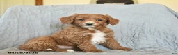 Mini Goldendoodle dogs for sale: Keira  - Ad 1