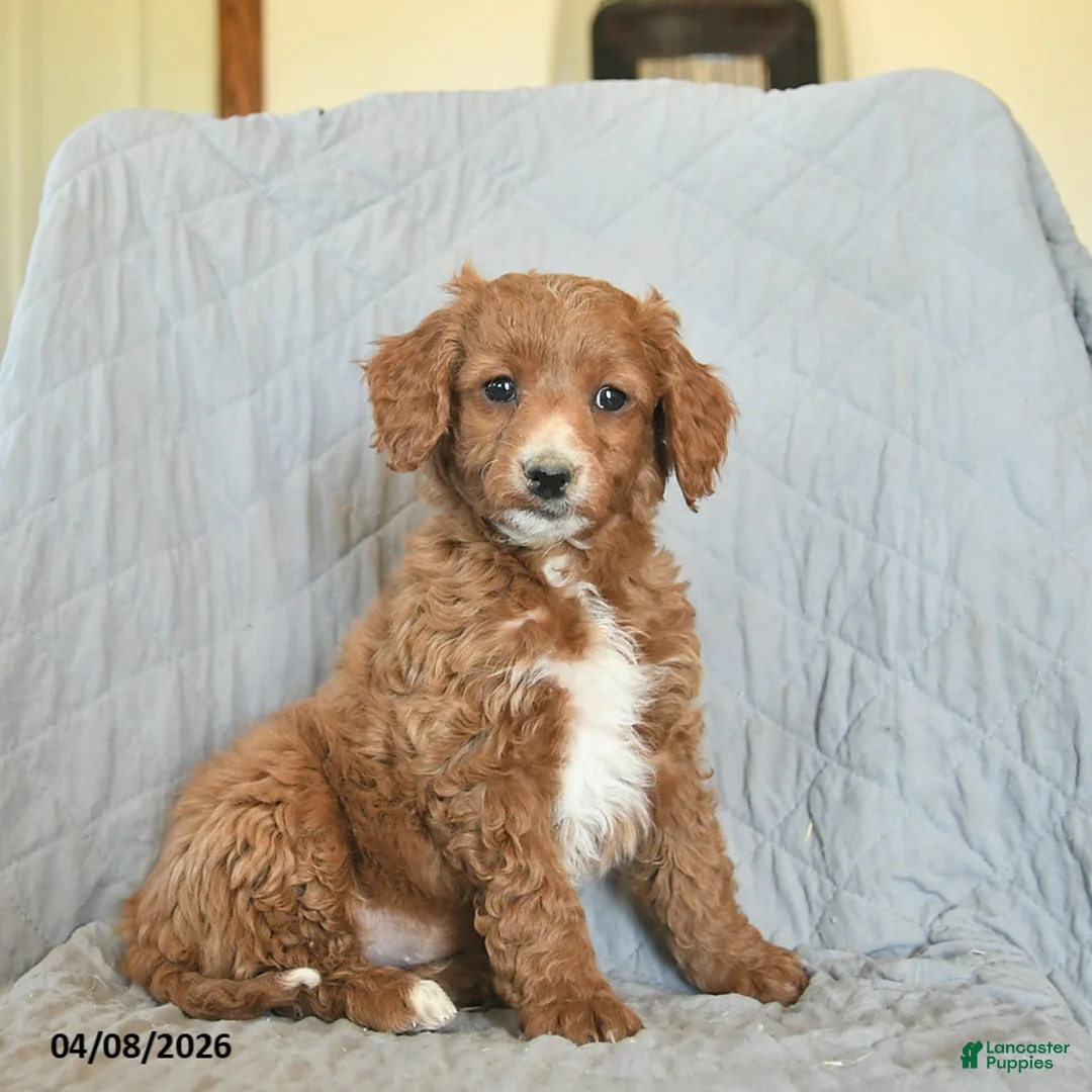 Mini Goldendoodle dogs for sale: Keira  - Ad 1